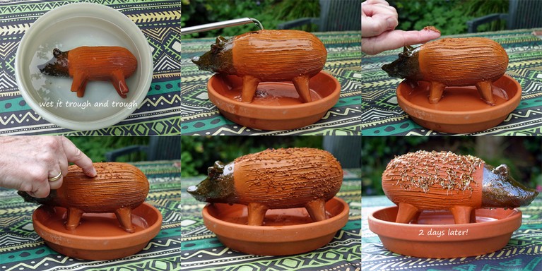 Chia growing (1)